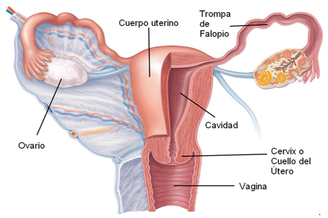 ligamento redondo del útero