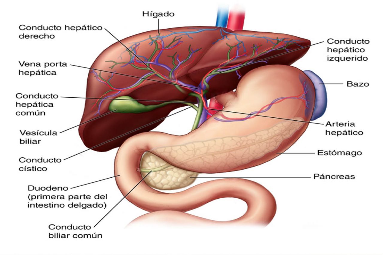 Anatomía Del Hígado 9151