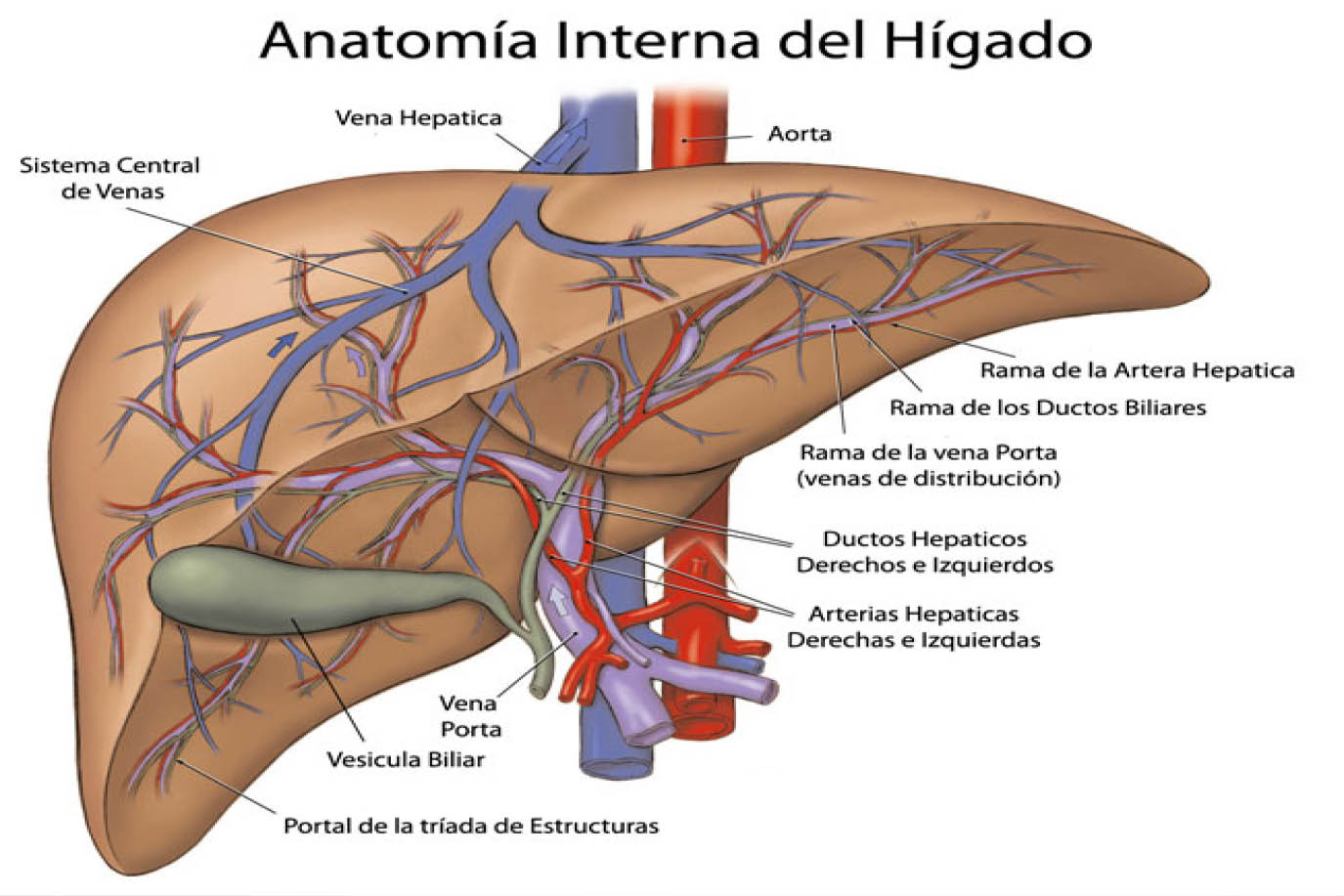 vena porta hepática hígado